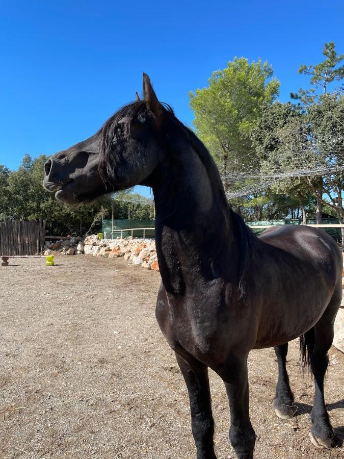 Les Gites Du Parc Animalier De Ginasservis Exteriör bild
