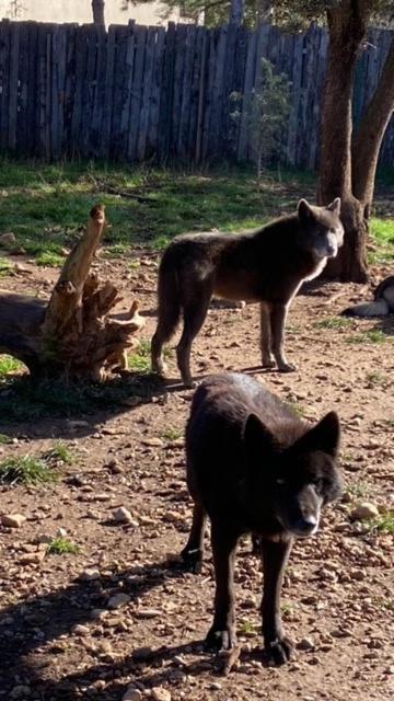 Les Gites Du Parc Animalier De Ginasservis Exteriör bild