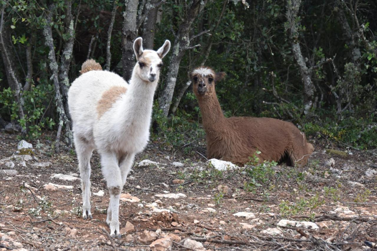 Les Gites Du Parc Animalier De Ginasservis Exteriör bild