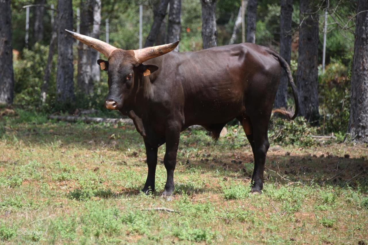 Les Gites Du Parc Animalier De Ginasservis Exteriör bild