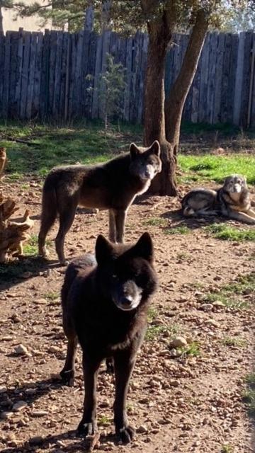 Les Gites Du Parc Animalier De Ginasservis Exteriör bild
